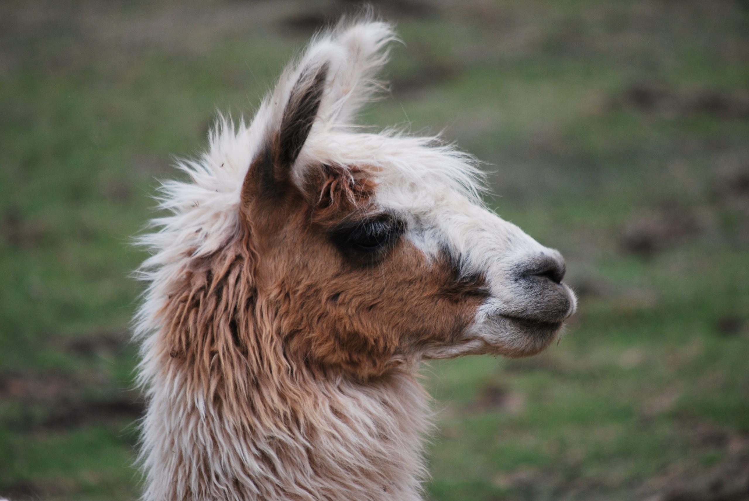 Inca trail alpaca